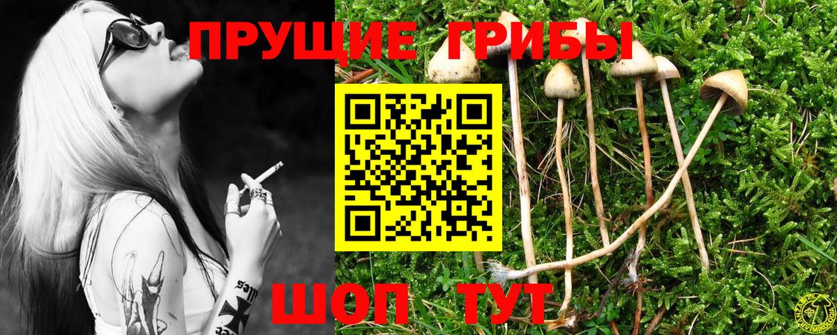 Псилоцибиновые грибы Psilocybine cubensis  Галлюциногенные грибы Psilocybine cubensis  Фурманов  Вход с VPN 